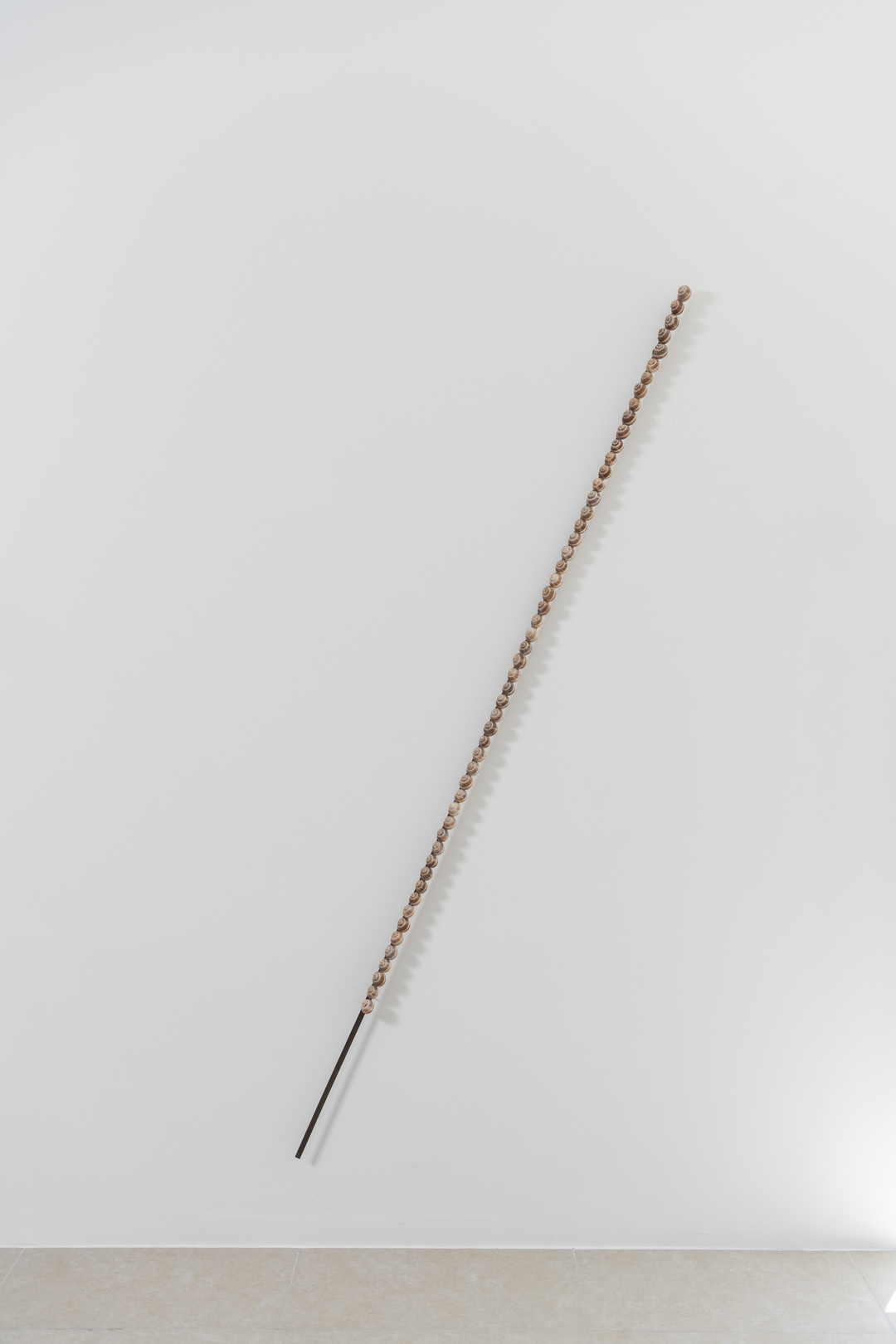 SHELLS, 2024 | calcarenite stone Pachna formation / land snail shells / 57 x 225 x 9.5